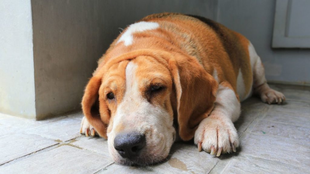 fat dog lying on the floor looking sad. Hyperthyroidism And Hypothyroidism in Pets
