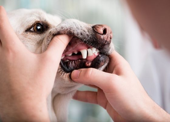 hands checking dog's teeth