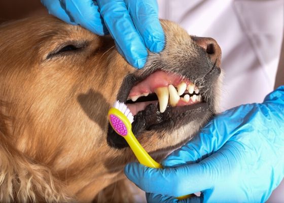 vet brushing a golden retriever dog teeth