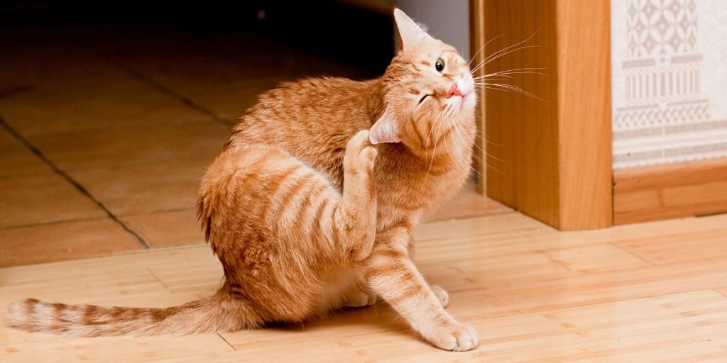 orange cat scratching themselves