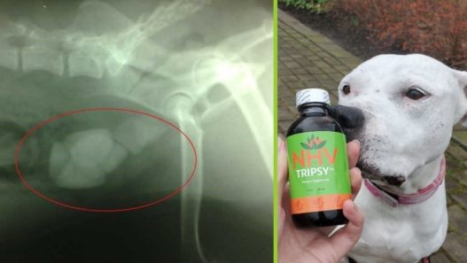 X-ray of a dog with bladder stones and a photo of a white pit bull with a bottle of NHV Tripsy