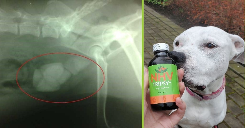 X-ray of a dog with bladder stones and a photo of a white pit bull with a bottle of NHV Tripsy