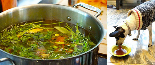 Large stock pot full of ingredients on a stovetop before boiling. Small rat terrier mix dog wearing a black and white knit sweater drinking the bone broth from a small green bowl on a marble floor
