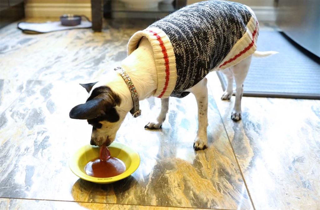 Small rat terrier mix dog wearing a black and white knitted sweater drinking bone broth from a small green bowl on a marble floor