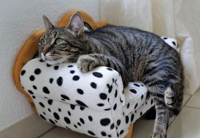 grey cat lying on a white and black dots mini sofa. Hyperthyroidism And Hypothyroidism in Pets