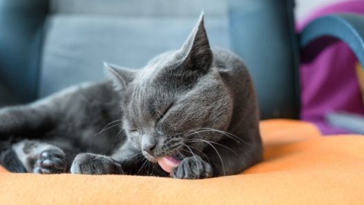 Grey cat laying on an orange blanket on a grey couch licking its paw