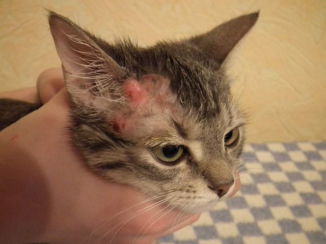 hot spots on cat's head