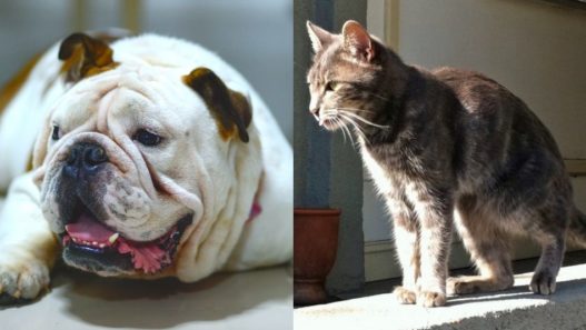 overweight bull dog laying down panting and an underweight cat sitting in the sun.