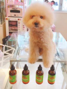 Beige fluffy dog sitting on a clear glass table with NHV Turmeric, Multi Essentials, and Milk Thistle in front.