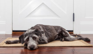 Sad, grey dog lying in front of the door