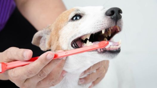 Jack Russell dog getting their teeth brushed
