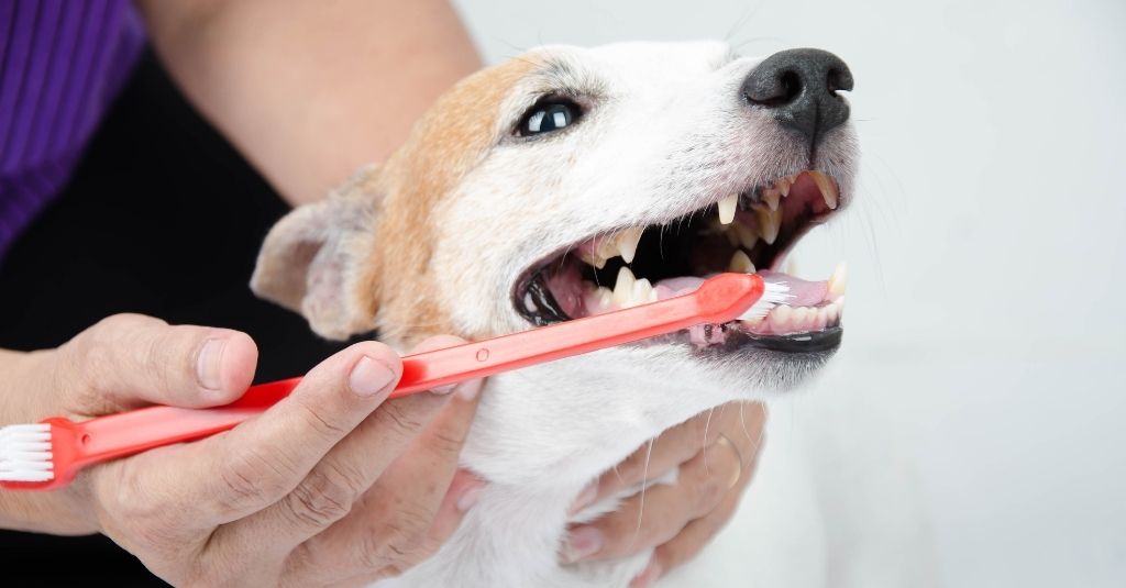 Jack Russell dog getting their teeth brushed