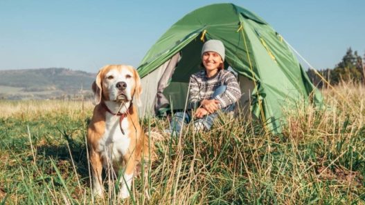 A Guide To Camping With Pets