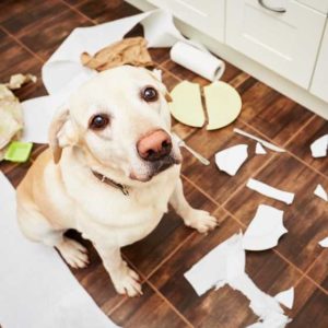 Dog with broken plates
