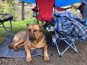 A dog on an inflatable dog bed and another dog curled up in a blanket on a camping chair. A guide to camping with pets. 