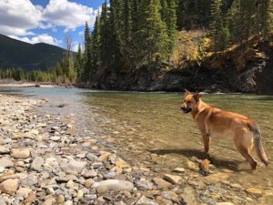 Dog standing on the edge of a river in the mountains. A guide to camping with pets