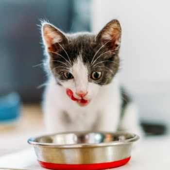 cat eating. how to add a new regimen to your pet's diet