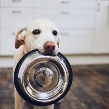dog with empty bowl. how to add a new regimen to your pet's diet