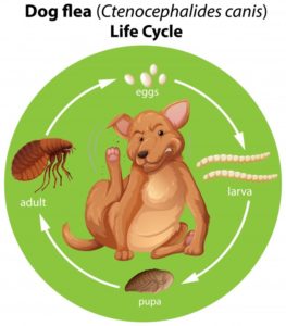 the dog flea life cycle graphic