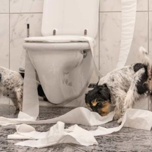 dog pulling toilet paper off of the toilet paper roll
