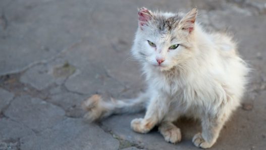White, rough-looking cat sitting on the sidewalk