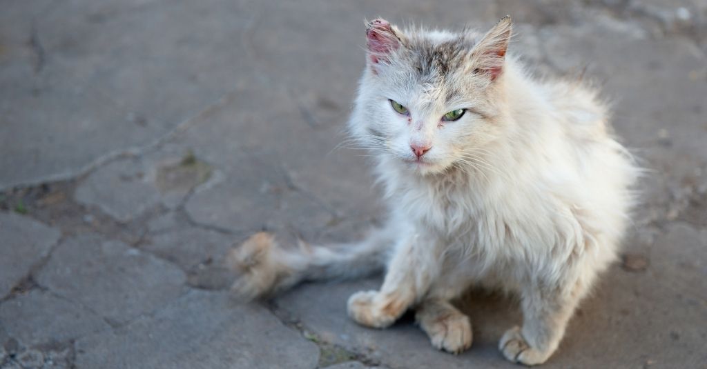 White, rough-looking cat sitting on the sidewalk