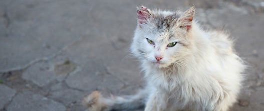 FIV kitty