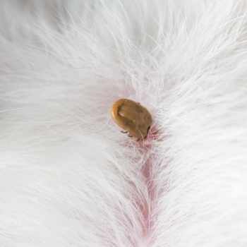 flea on dog - How To Protect Your Pets From Fleas And Ticks