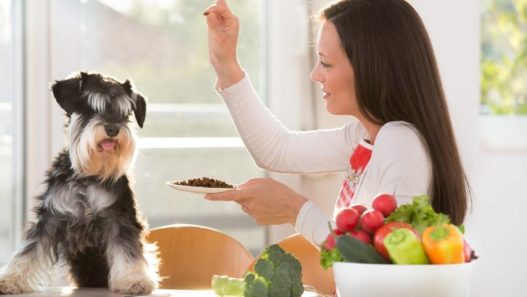 Schnauzer dog sitting at a table with a woman who is offering dog kibble and fresh veggies.