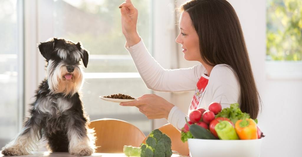 Schnauzer dog sitting at a table with a woman who is offering dog kibble and fresh veggies.