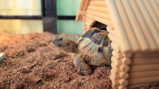 pet turtle poking out of a little wooden house