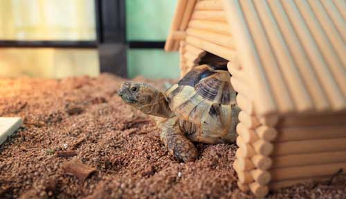 Turtles in house pet