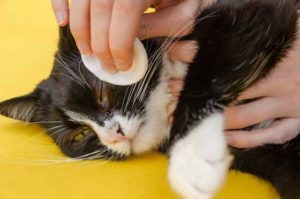 how to help fiv cat