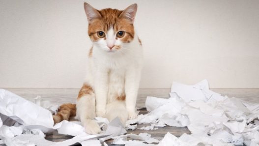 Orange and white cat sitting in a pile of shredded paper from a trash bin