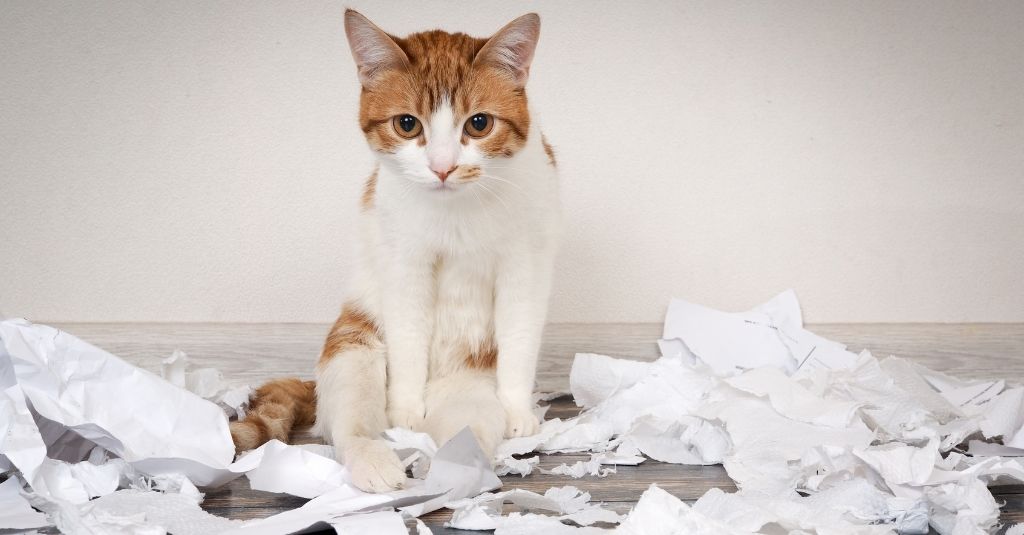 Orange and white cat sitting in a pile of shredded paper from a trash bin