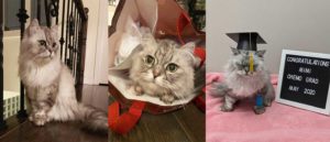 Supporting a cat with gastrointestinal lymphoma: mimi's story