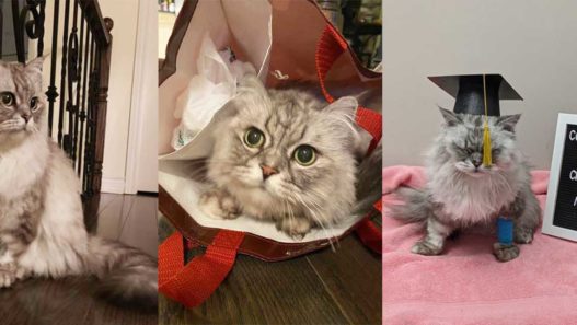 Supporting a cat with gastrointestinal lymphoma: mimi's story