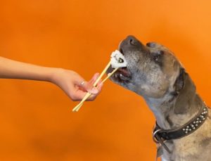 Great Dane Pit Bull cross dog eating a piece of sushi off chopsticks in front of an orange background. Sushi recipe for dogs and cats