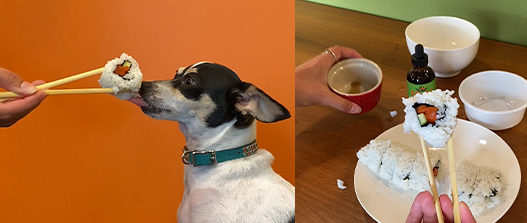 Rat terrier mix dog licking the sushi roll being held by chopsticks. Sushi recipe for dogs and cats