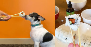 Rat terrier mix dog eating sushi from chopsticks on orange background. Chopsticks holding a piece of sushi above a plate with the rest of the sushi roll with NHV Matricalm in the background.