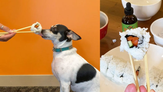 Rat terrier mix dog eating sushi from chopsticks on orange background. Chopsticks holding a piece of sushi above a plate with the rest of the sushi roll with NHV Matricalm in the background.