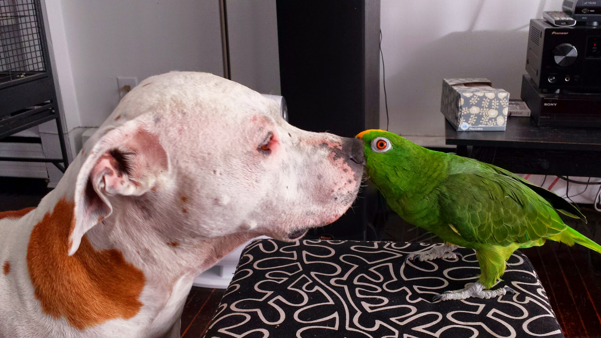 american Bulldog and yellow crowned amazon parrot