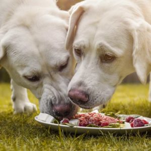 Two white lab dogs eating food off of a plate. How to help Your Pet Stop Farting