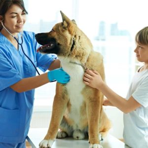 Veterinarian inspecting a dog. How to help Your Pet Stop Farting