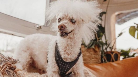 Riley the Mohawk Poodle Beats Cancer