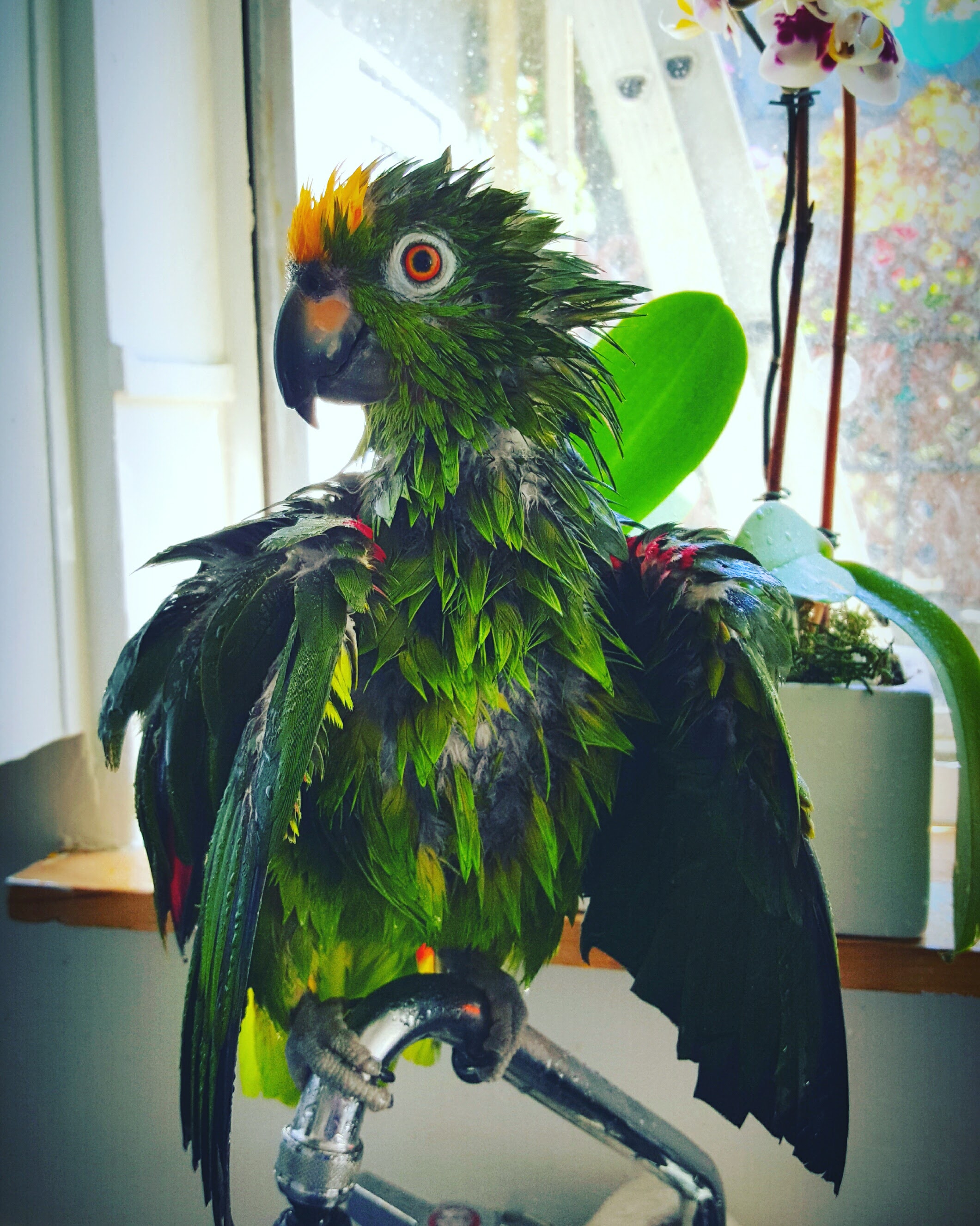 Parrot Escapes the Pet Store