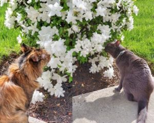 Nala and Lexie are sniffing flowers outside. Family works together to support kitty through lymphoma. 