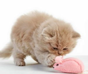 aggression-in-cats-how-matricalm-can-help