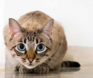 aggression-in-cats-how-matricalm-can-help-cat-eyes