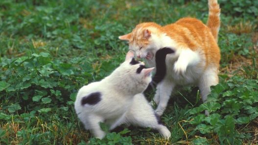 A white and orange cat being aggressive with a white and black cat.